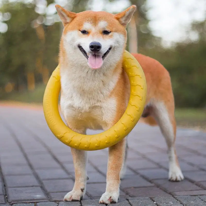 Interactive Pet Toy Ring